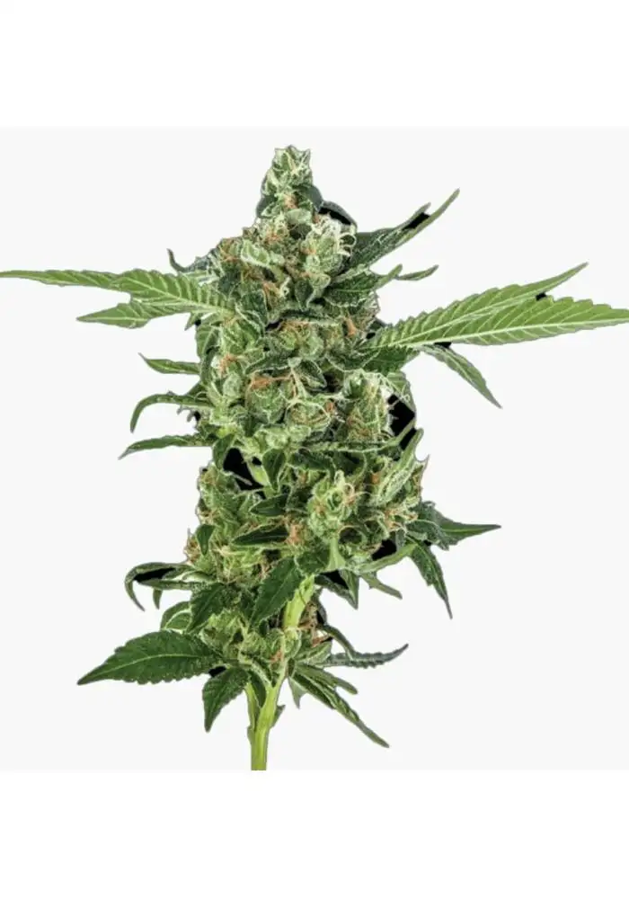 Sour Diesel Auto