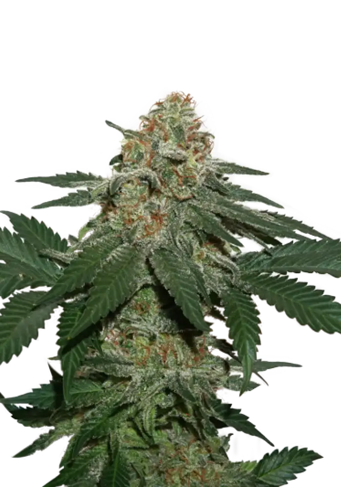 Grandaddy Confidential Kush