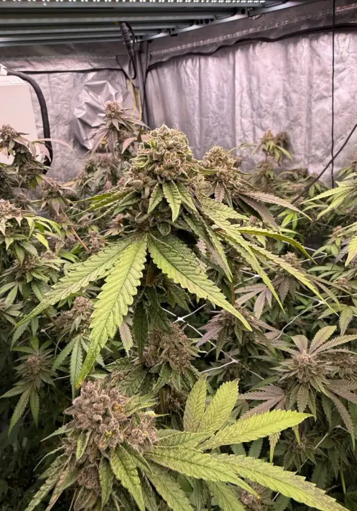 Biscotti Gelato