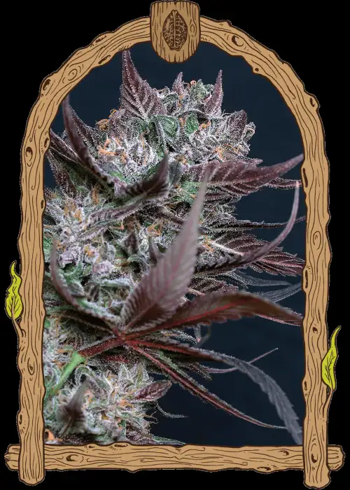 Black Lemon Fem
