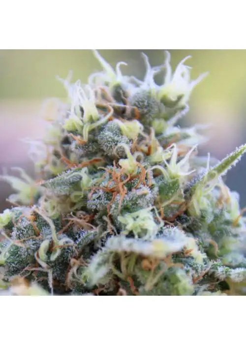 Banana Kush