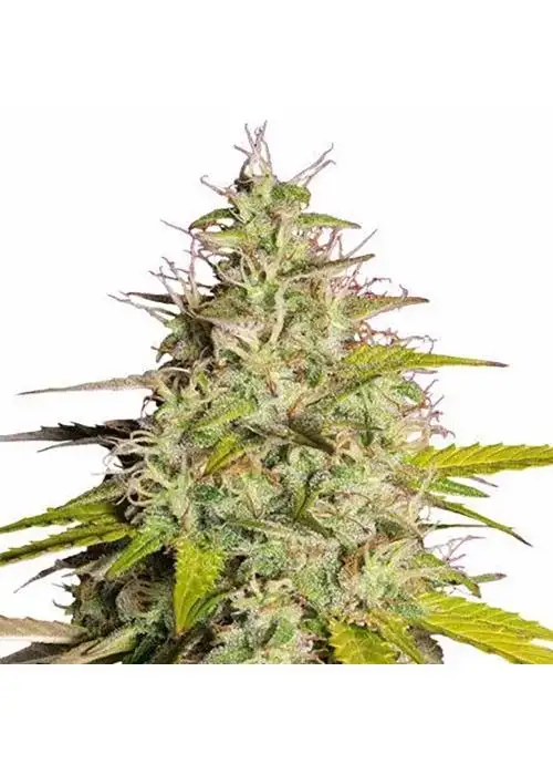 Girl Scout Cookie Auto