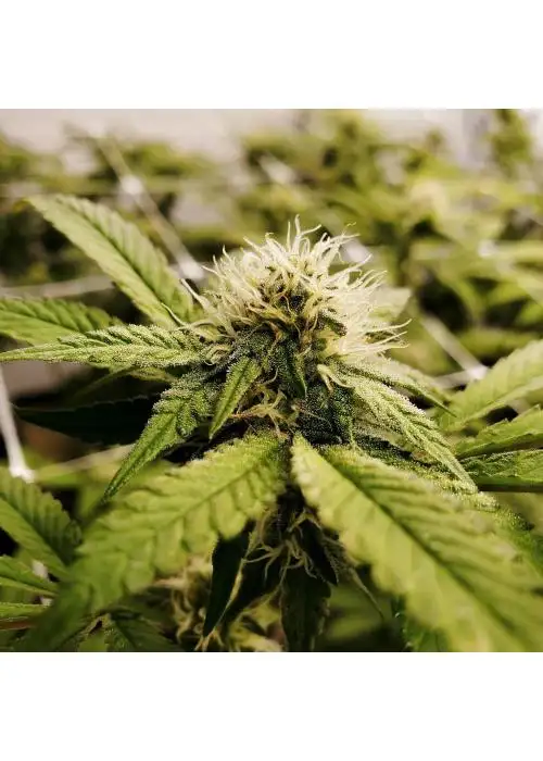 Pineapple Express x Super Lemon Haze