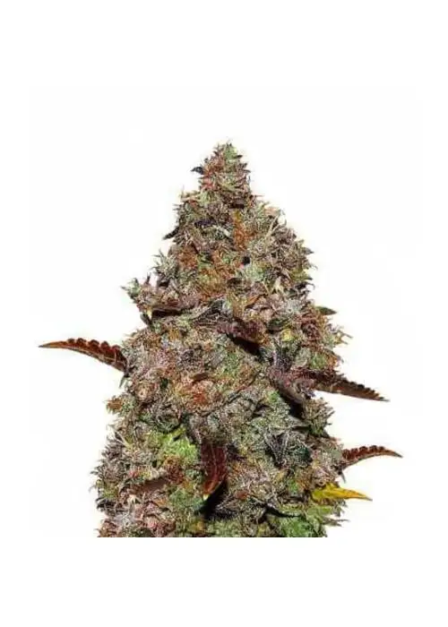 Gelato