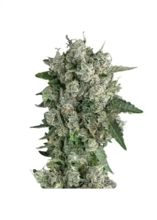 Peanut Butter Breath