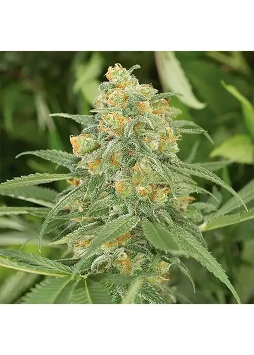 Green Crack Auto