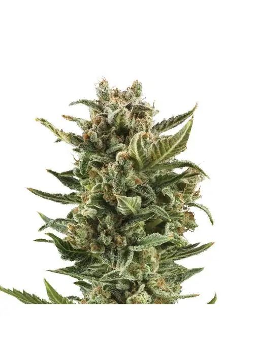 White Widow