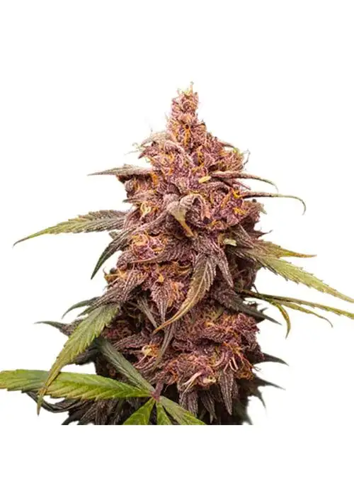 Purple Punch