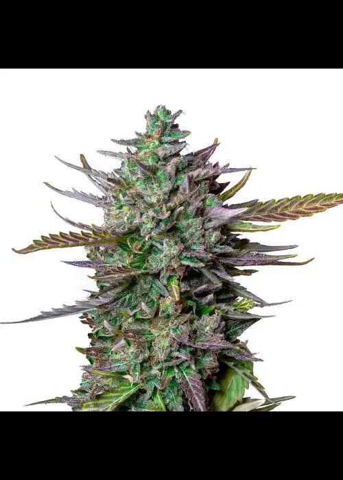 Blue Cheese