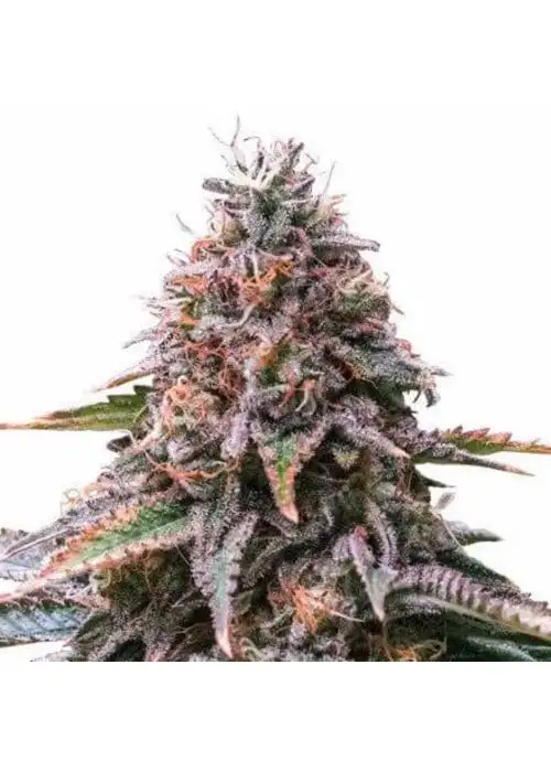 Cherry Pie