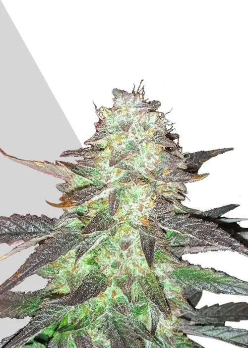 Ghost Train Haze
