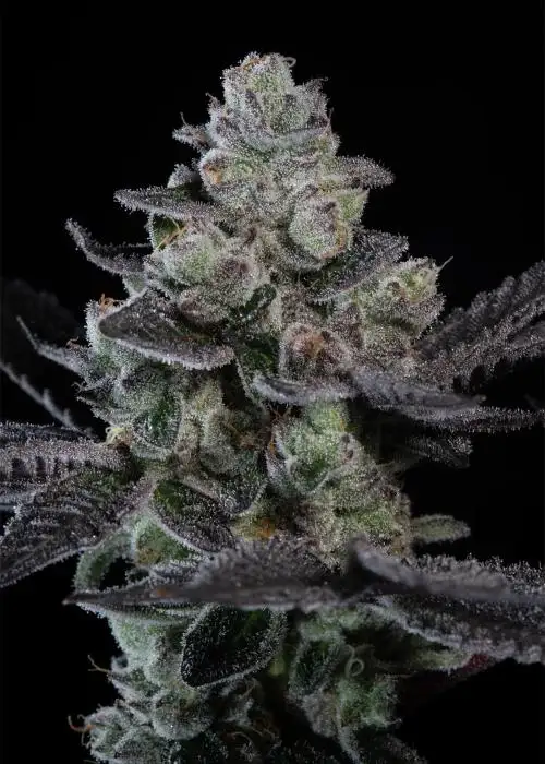 Tropicana Crush