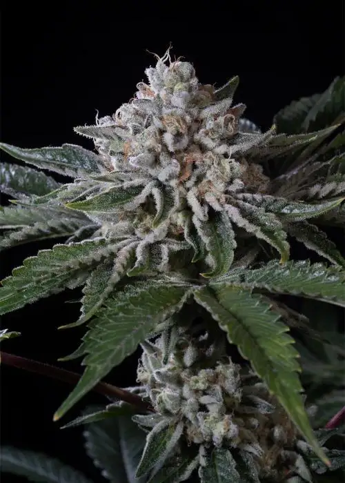 Peach Frosting