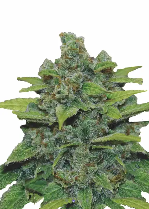 Banana x Zkittlez 