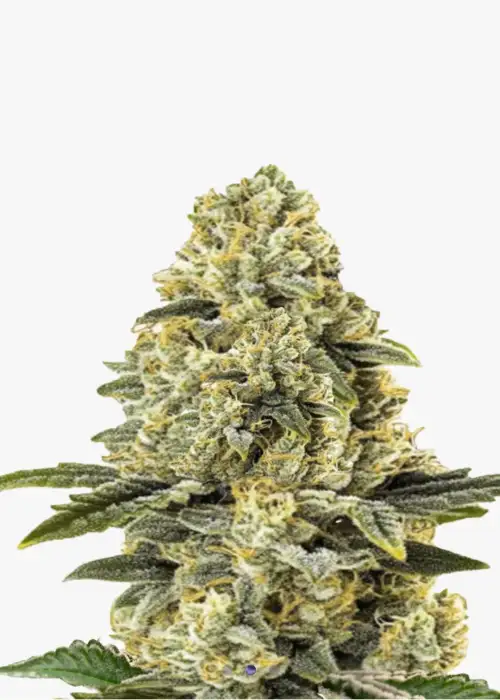 Amnesia Haze F1 Auto