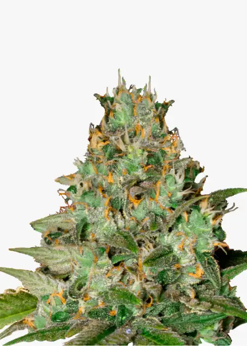 Amnesia Bubba F1 Auto