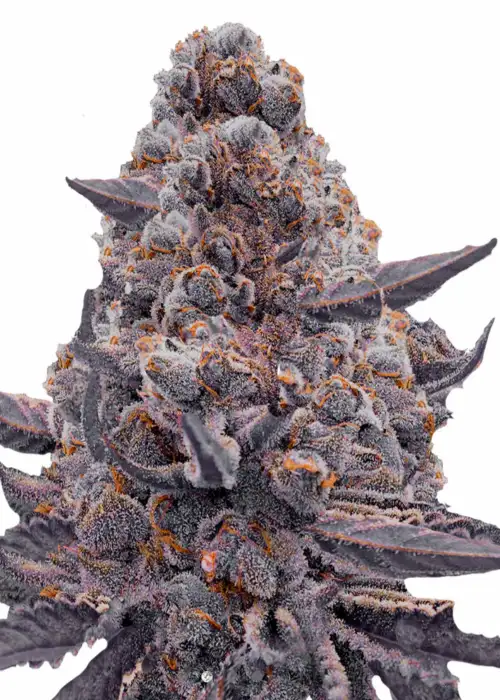 Bubble Gum Sherb Fem