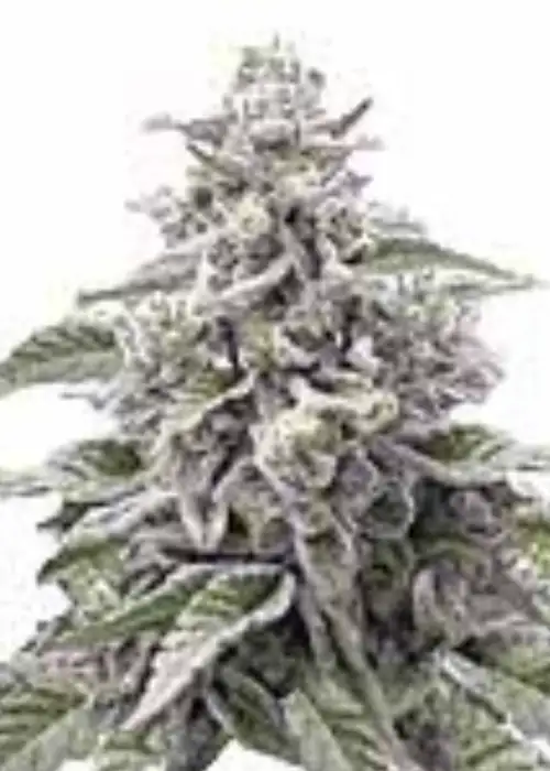 Cap Junky Fem