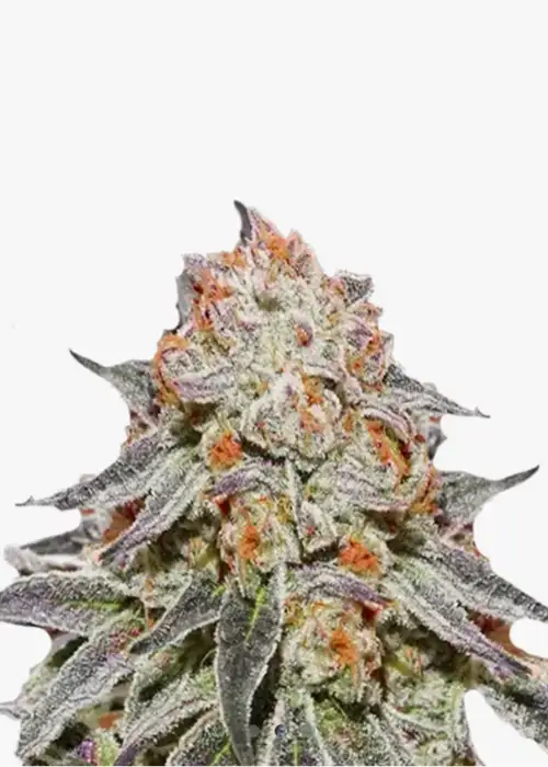Gelato x Purple Punch F1 Auto
