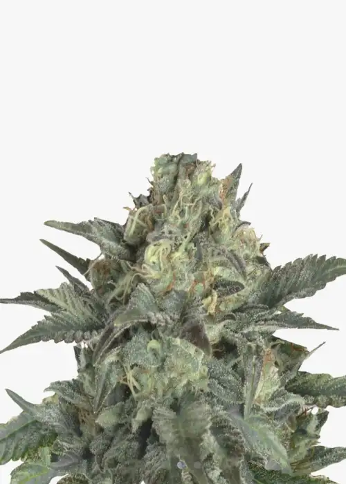 Gorilla Glue F1 Auto