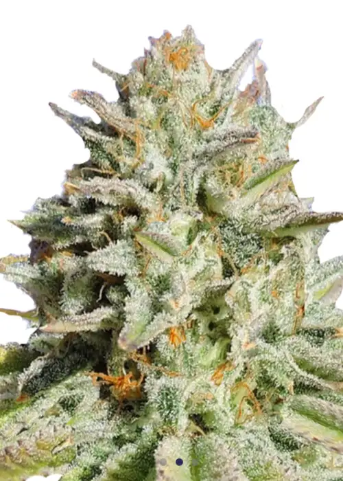 Gorilla Glue #4
