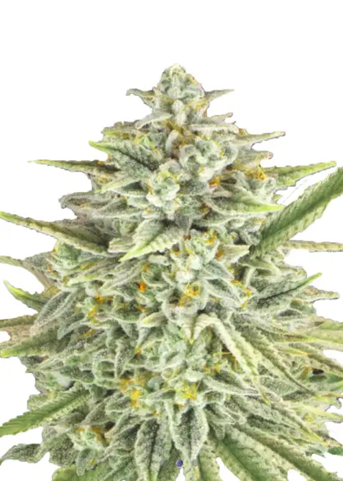 Lemon Haze Fem