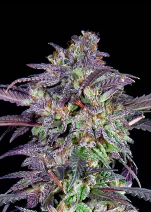 Candy Fumez X GAK Smoothie Fem