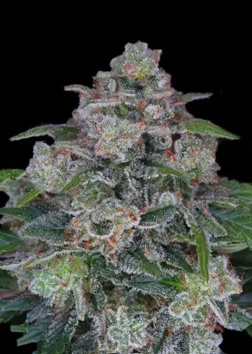 OG Kush X MAC Auto