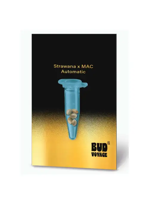 Strawnana X MAC Auto