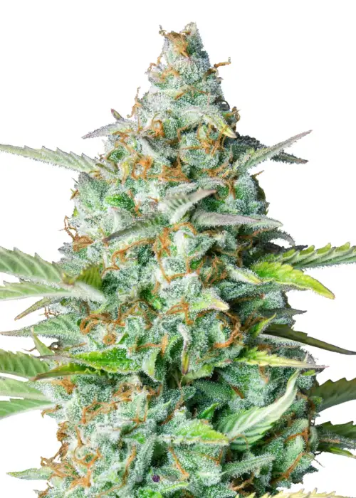 Northern Lights Auto