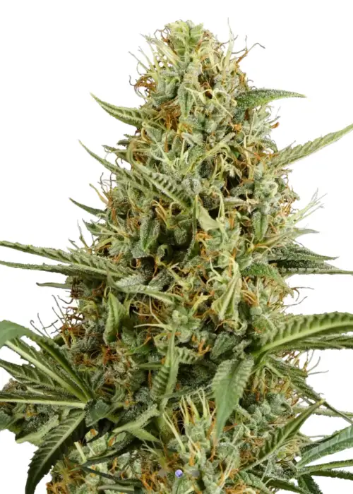 Strawberry Smile Auto