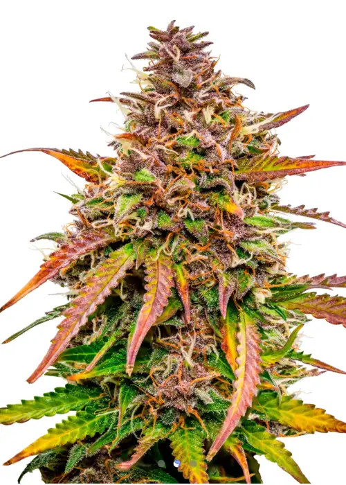 Bubble Kush Cake