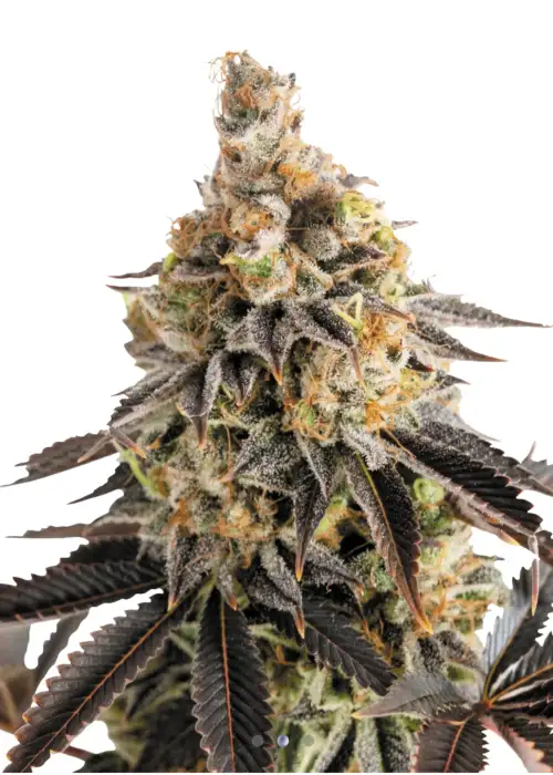 Cookies Gelato Automatic 