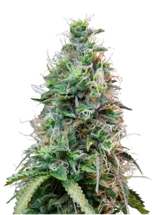 Jamaican Haze