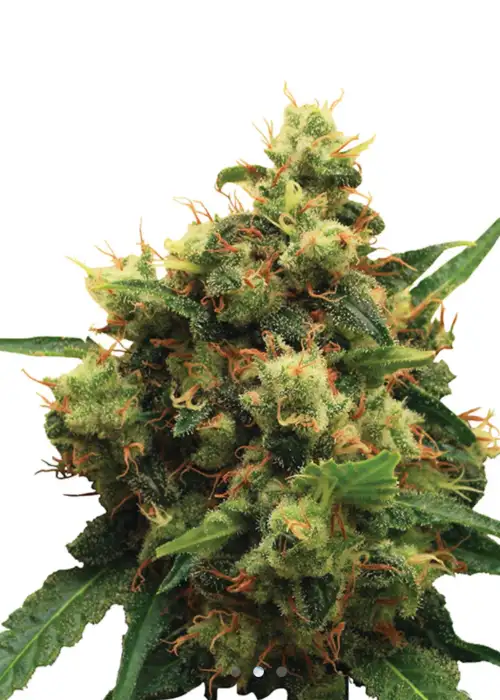 Painkiller CBD