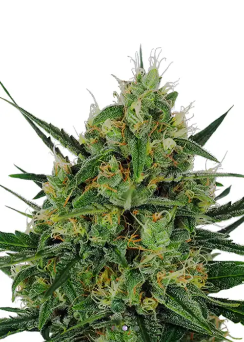 PMS Painkiller Automatic 