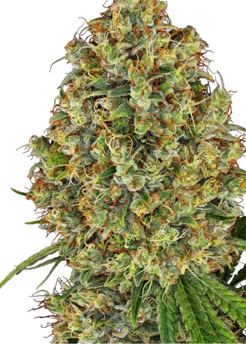 AK-47