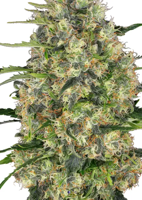 Black Domina