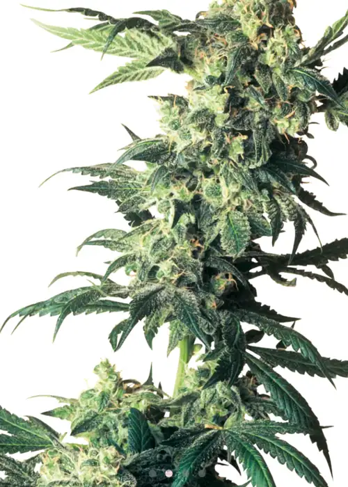 Northern Lights