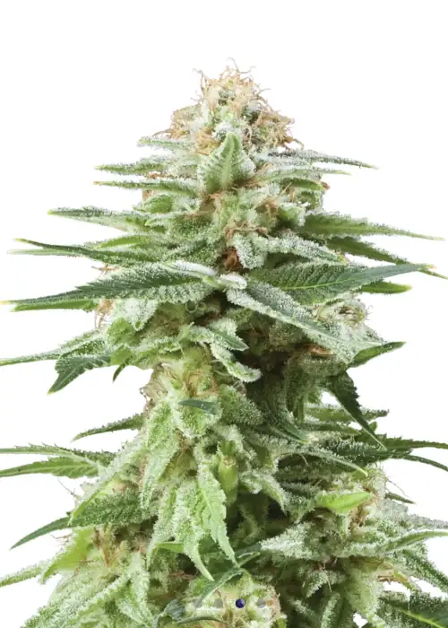 White Widow 