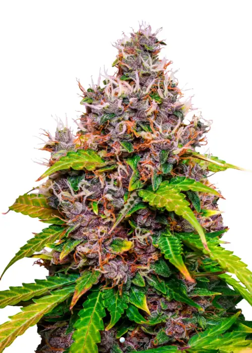Watermelon Zkittelz