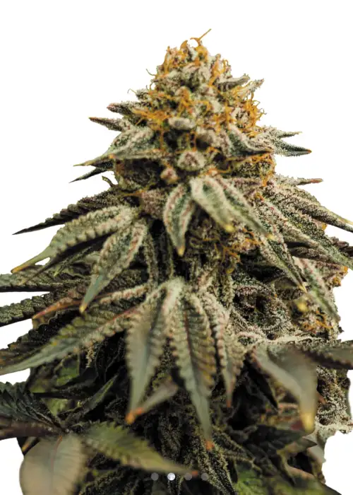 Skywalker Sativa 