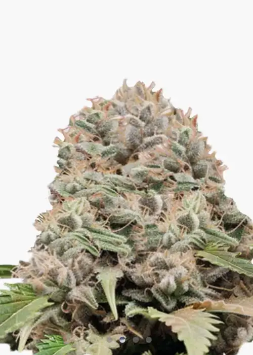 Hellfire OG 