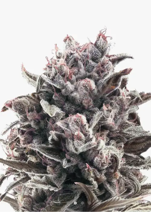 Moonshine Cookies Auto