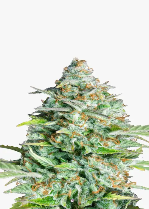 Kush Orginal F1