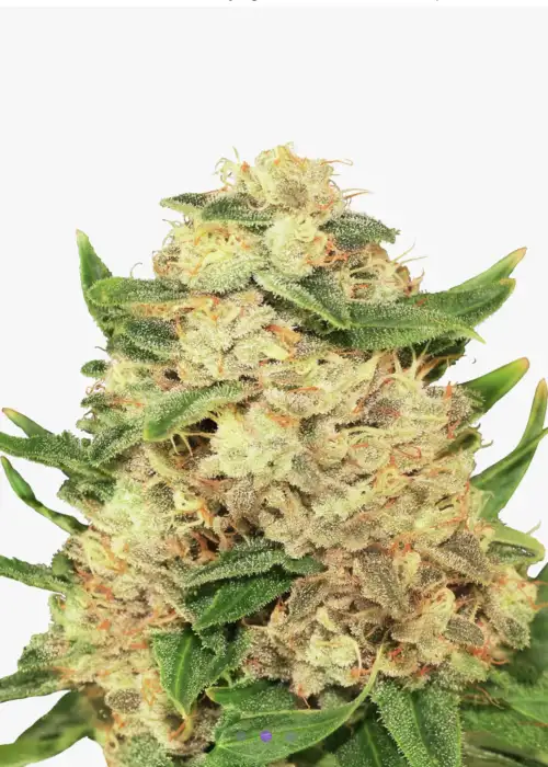 Amnesia F1