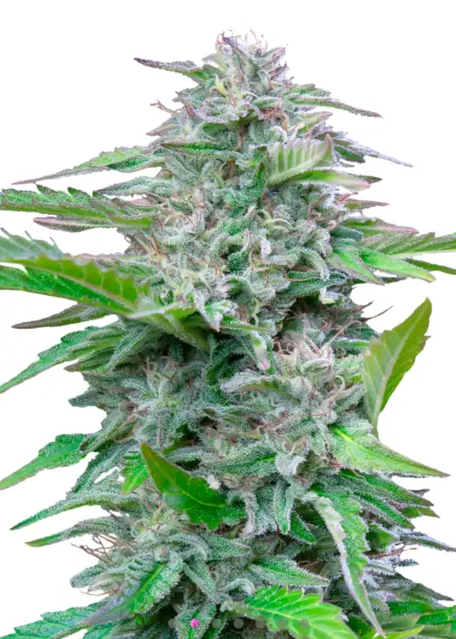 Critical