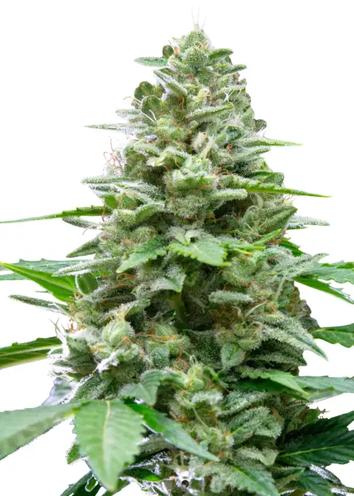 Easy Bud Automatic