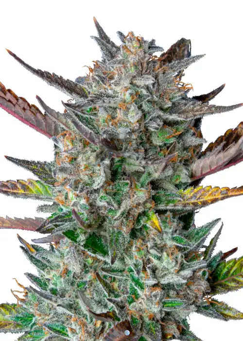 Purple Punch Automatic