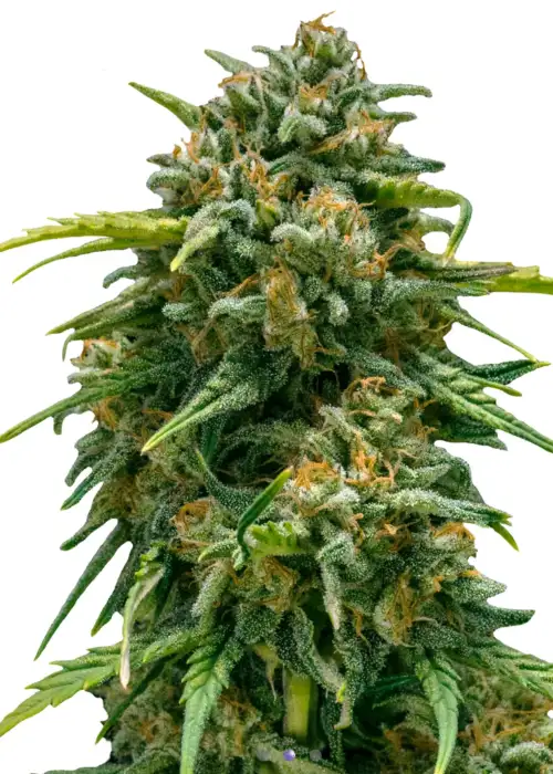 Super Skunk Automatic